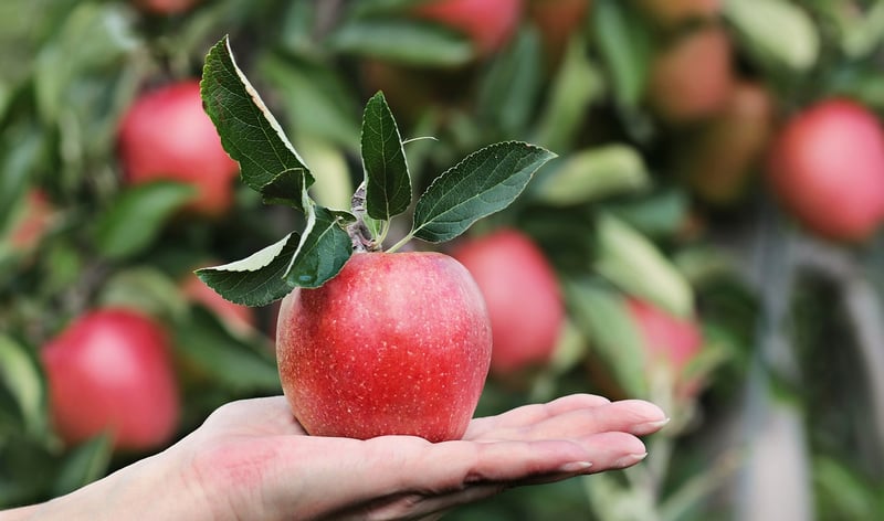 Fruitful Harvest