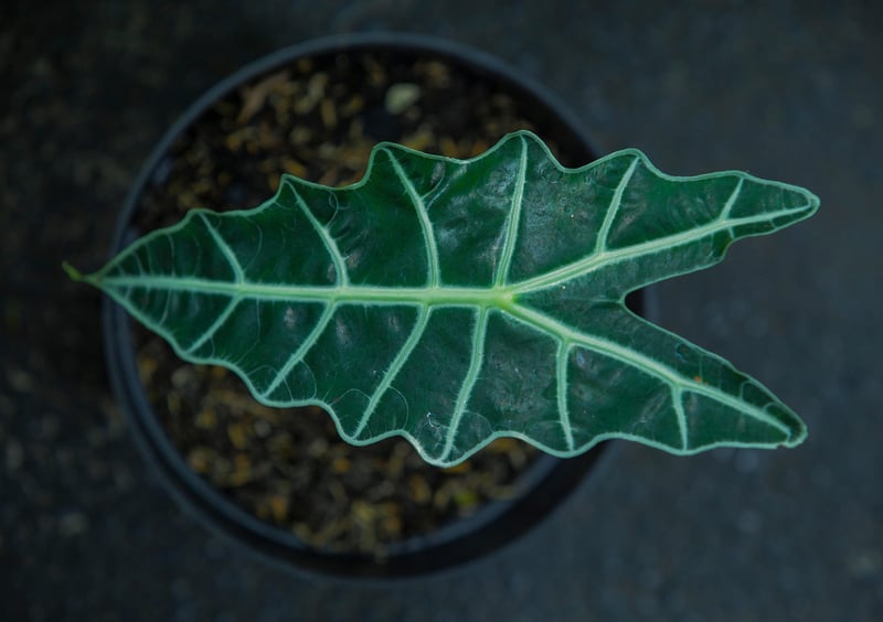 Alocasia 'Polly'