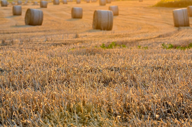 Harvest Feast