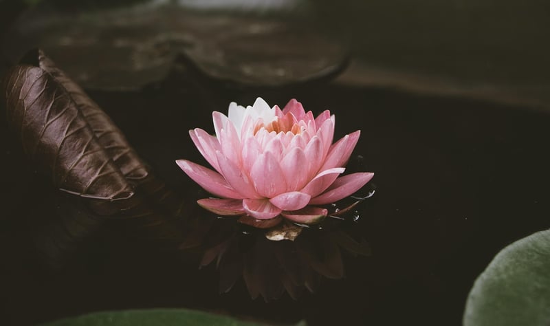 Blue Lotus